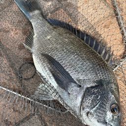 クロダイ