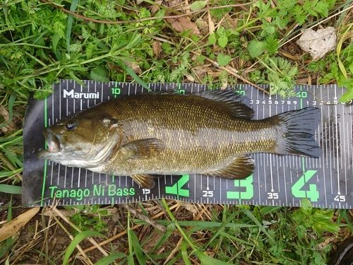 スモールマウスバスの釣果