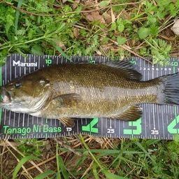 スモールマウスバス