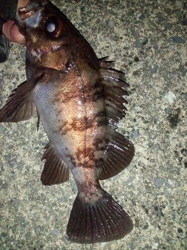 メバルの釣果