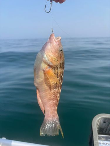 アカササノハベラの釣果