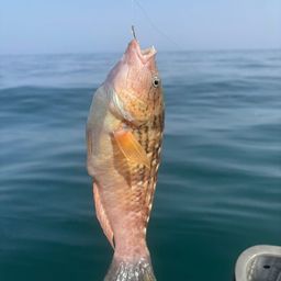 アカササノハベラ