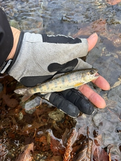 ヤマメの釣果
