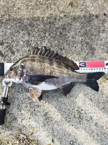 クロダイの釣果