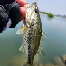 ラージマウスバス