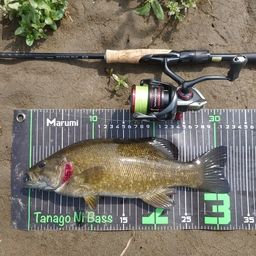 スモールマウスバス