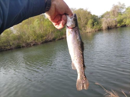 ニジマスの釣果