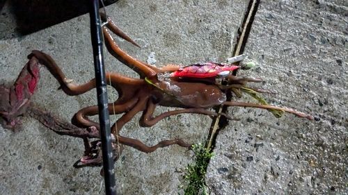 テナガダコの釣果