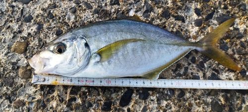 シマアジの釣果