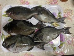 メジナの釣果