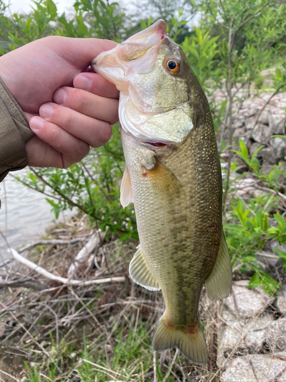 ラージマウスバス