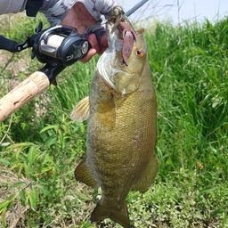 スモールマウスバス