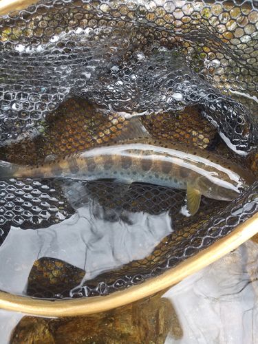 ヤマメの釣果