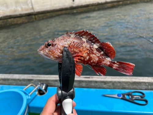 カサゴの釣果