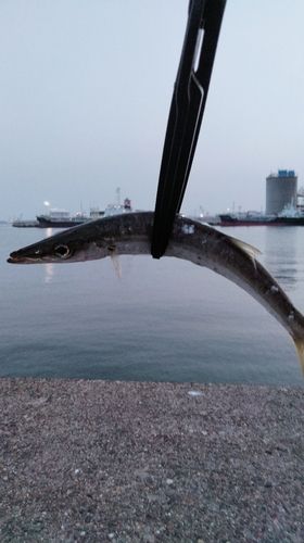 カマスの釣果