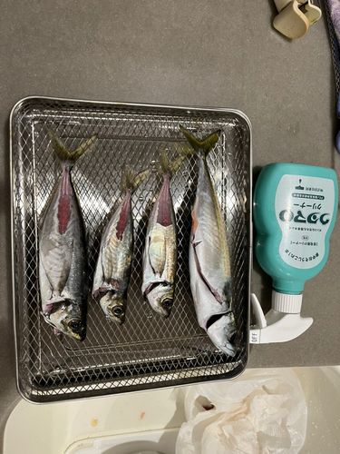 サバの釣果