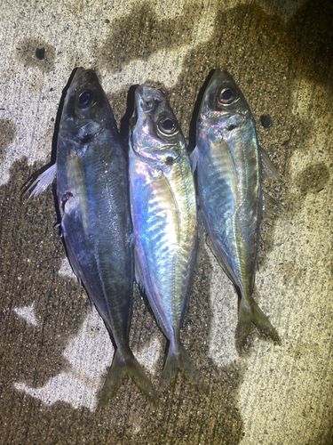 マアジの釣果