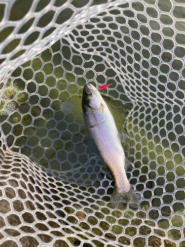 ニジマスの釣果