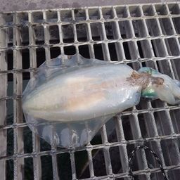 アオリイカ