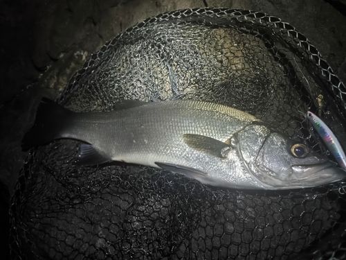 ヒラスズキの釣果