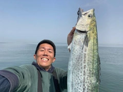 サワラの釣果