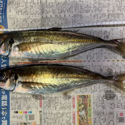 アジ