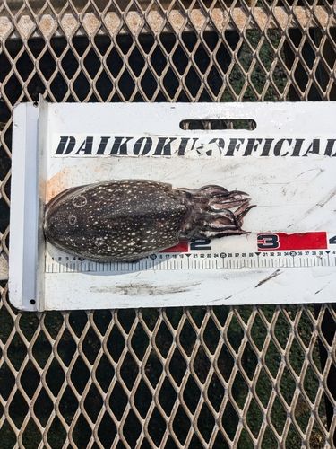シリヤケイカの釣果