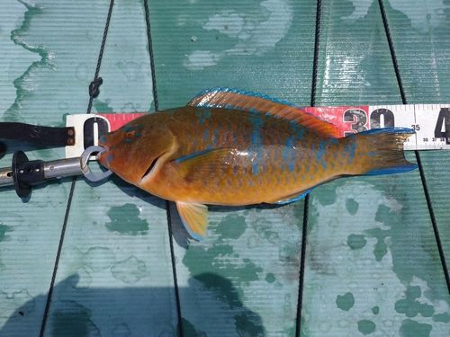 ヒブダイの釣果