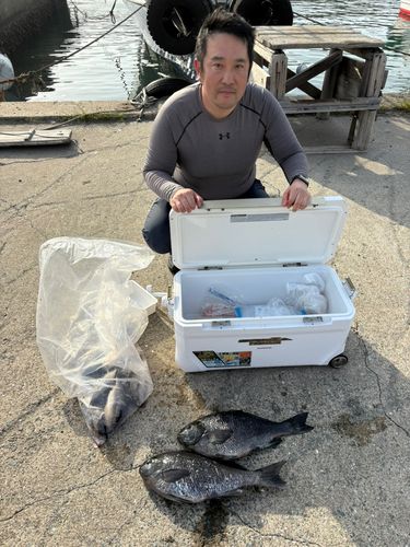 グレの釣果