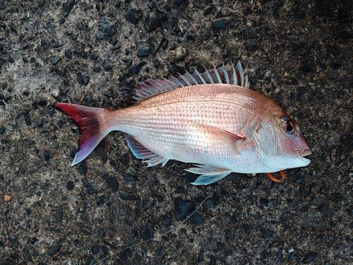 マダイの釣果