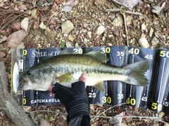 ブラックバスの釣果