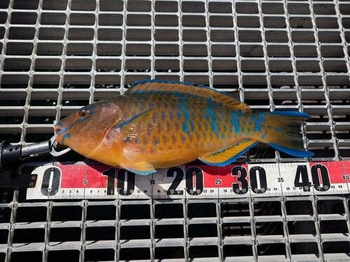 ヒブダイの釣果