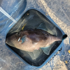 ウマヅラハギの釣果