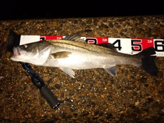 シーバスの釣果