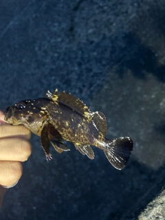 オウゴンムラソイの釣果