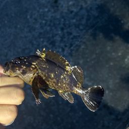 オウゴンムラソイ