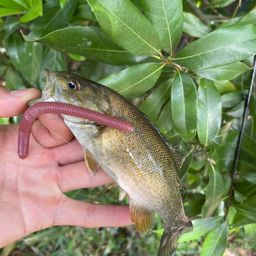 スモールマウスバス