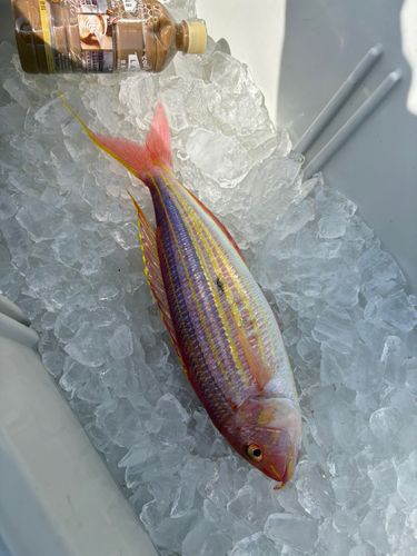 釣果