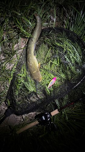 ナマズの釣果