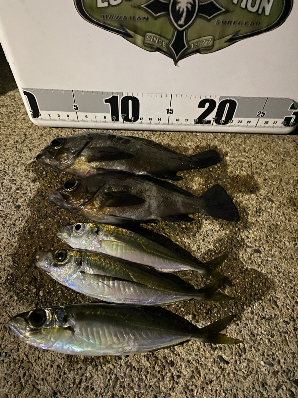 SHIMANO 23ヴァンキッシュ 1000SSSPGの最安値・インプレ・釣果