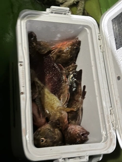 カサゴの釣果