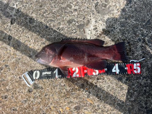 コブダイの釣果