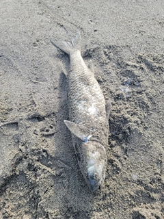 ボラの釣果