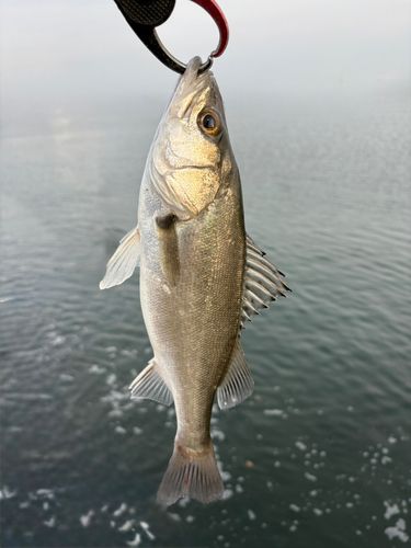 セイゴ（マルスズキ）の釣果