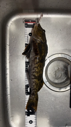 アブラコの釣果