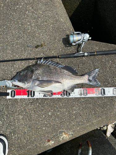 チヌの釣果