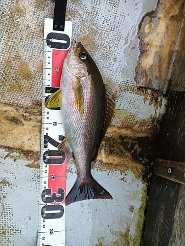 イサキの釣果