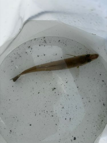 シロギスの釣果