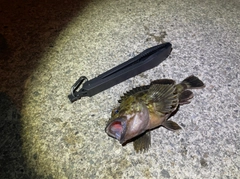 カサゴの釣果