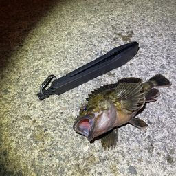 カサゴ